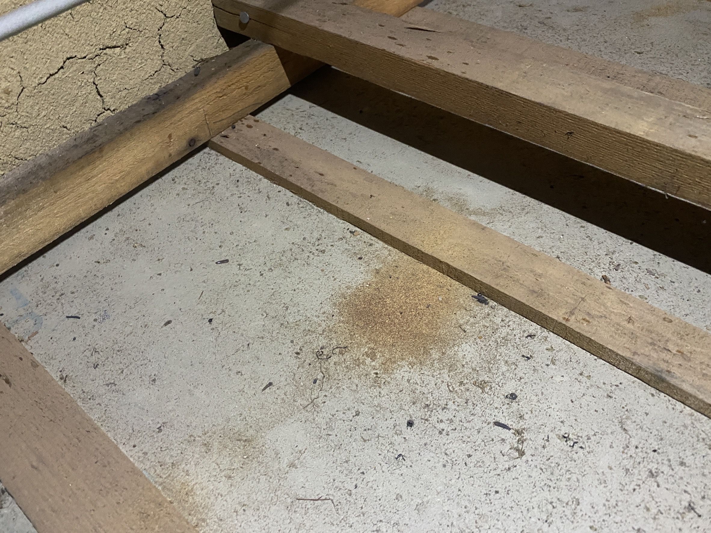 シバンムシ　駆除