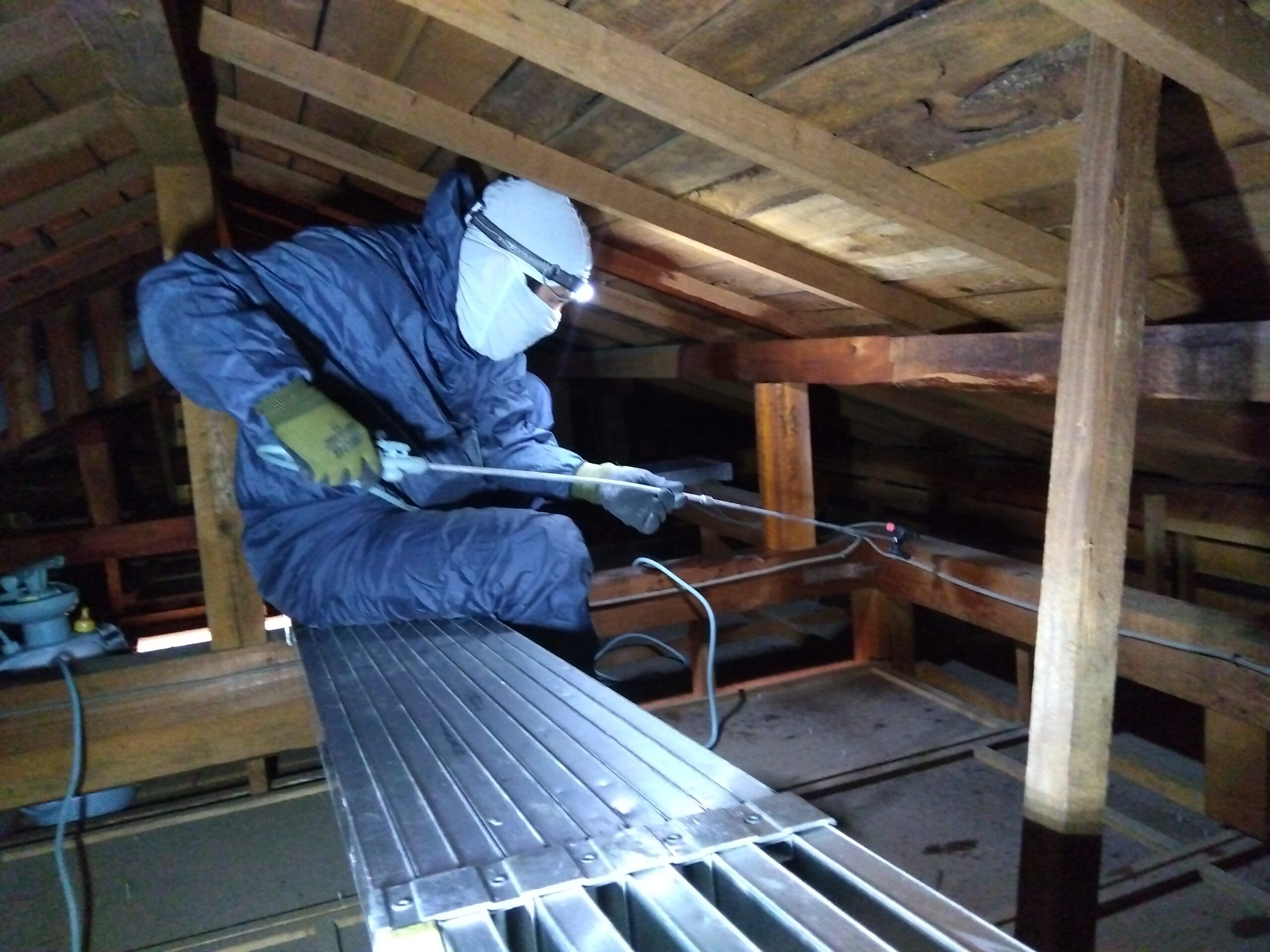 カンザイシロアリ被害拡大中